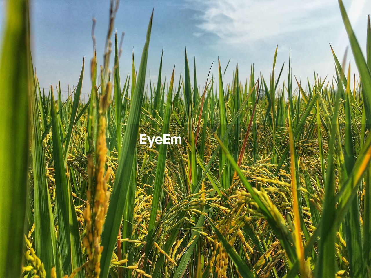 Close-up of crops growing on field against sky