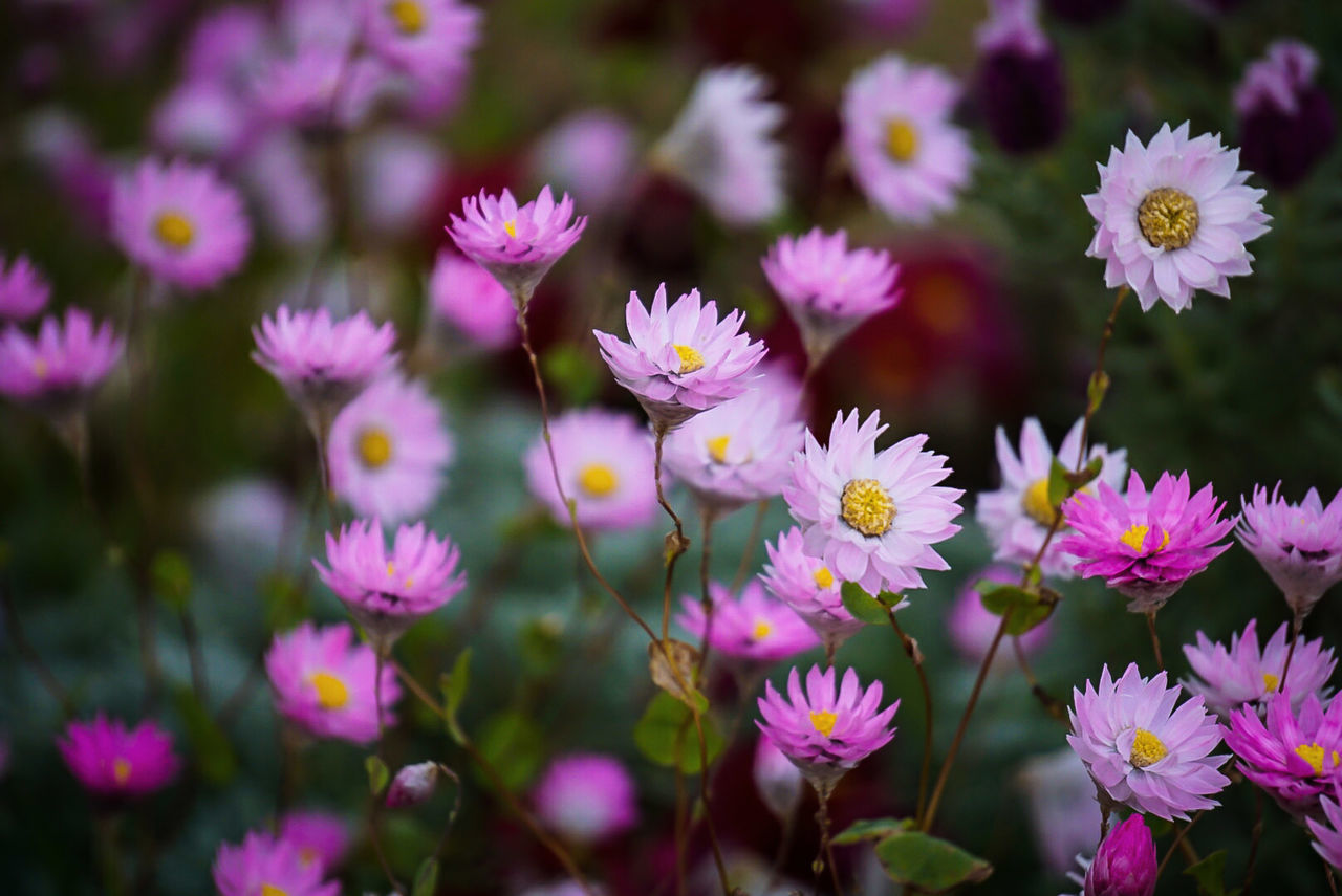 Close-up of flowers blooming outdoors