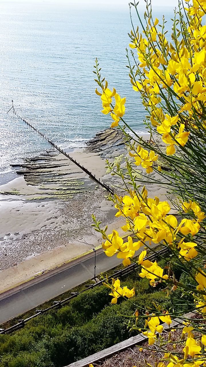 Yellow flowers blooming with beach in background