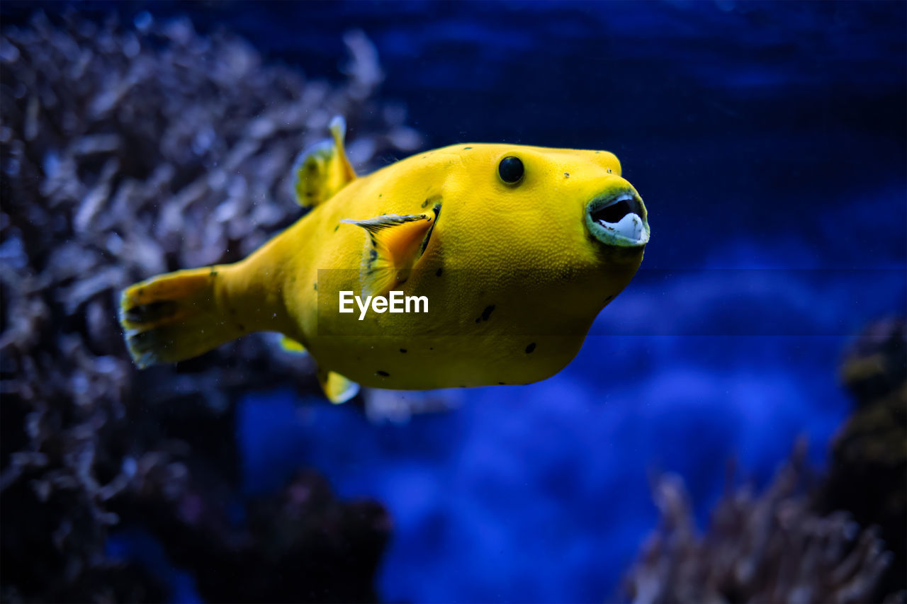 Yellow golden puffer guineafowl puffer fish underwater