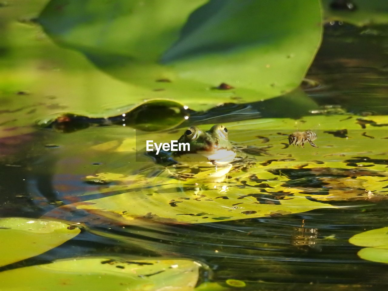 DUCKS SWIMMING IN LAKE