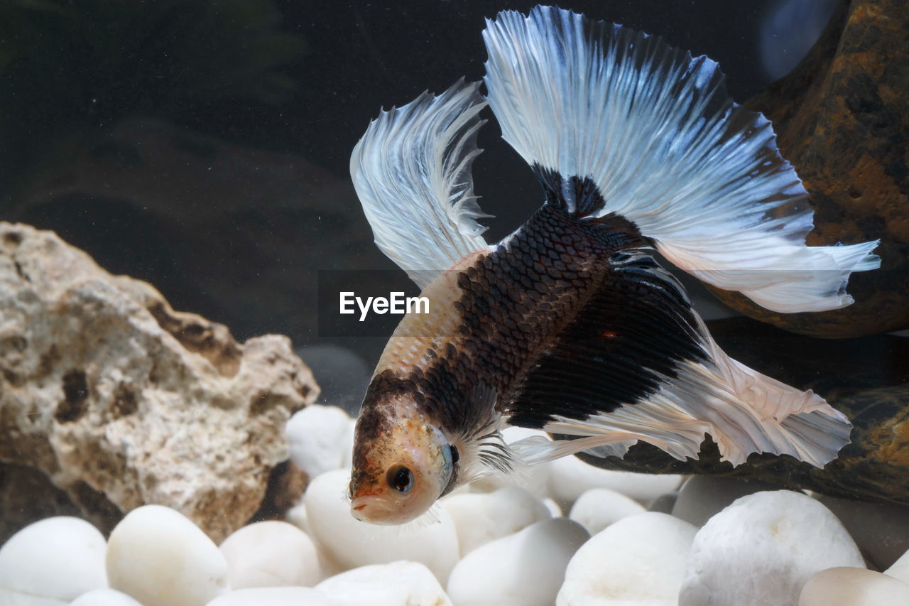 Close-up of siamese fighting fish against black background