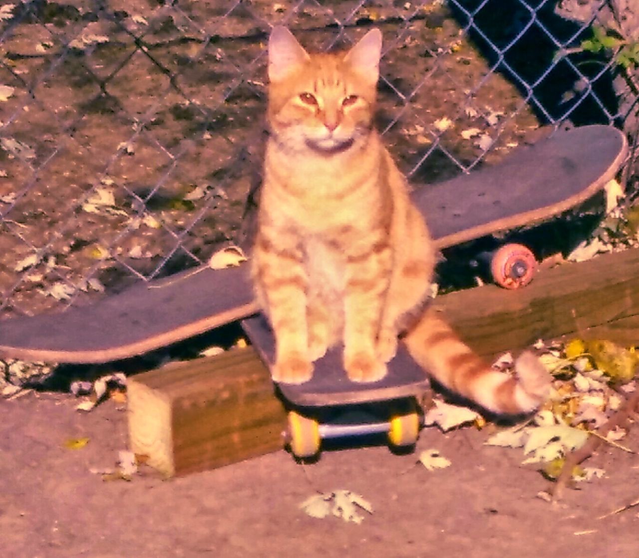 PORTRAIT OF CAT ON COBBLESTONE