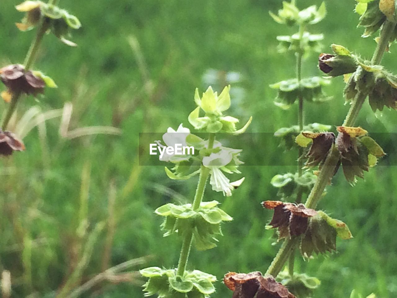 CLOSE-UP OF FLOWERS GROWING ON TREE