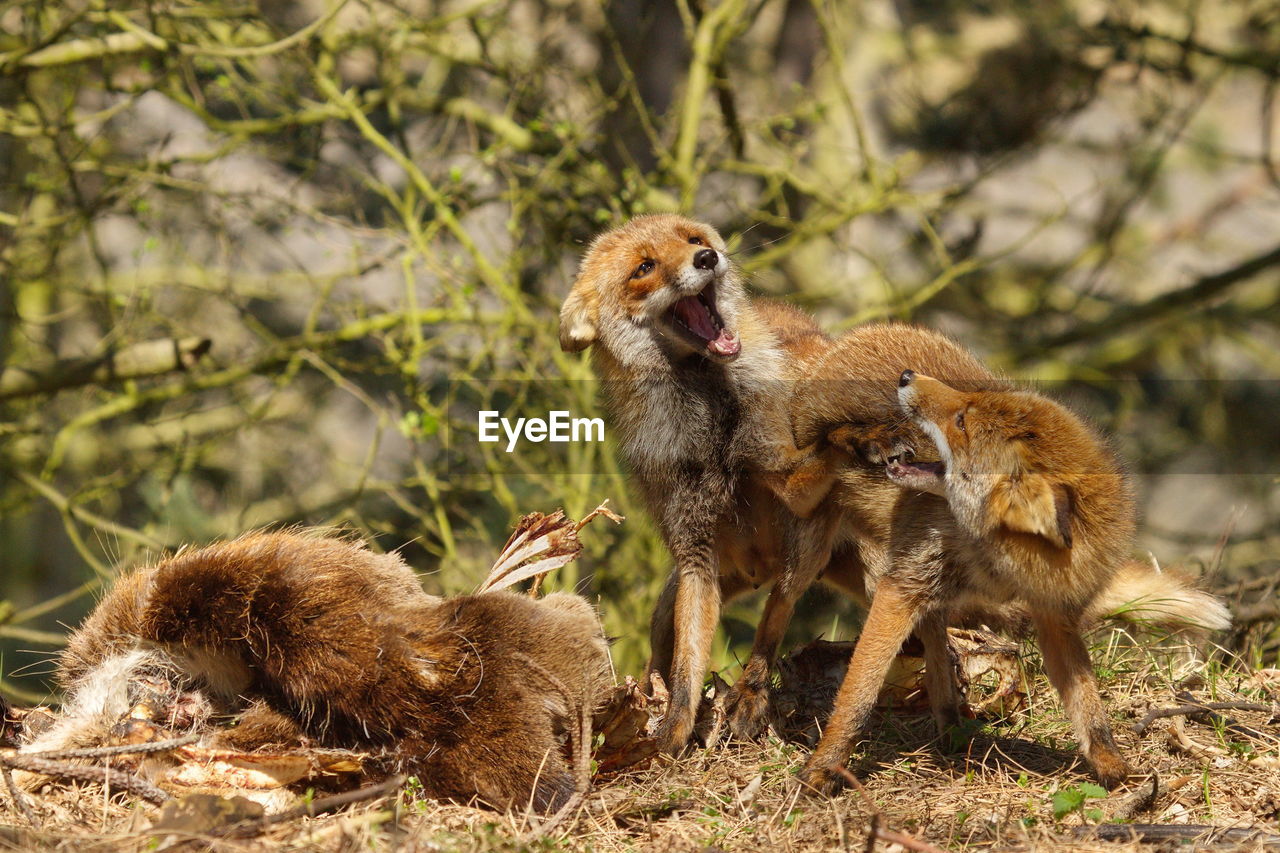 Red foxes fighting in forest at amsterdamse waterleidingduinen