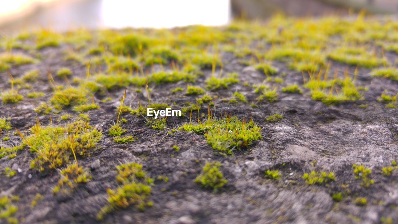 Close-up of grass growing