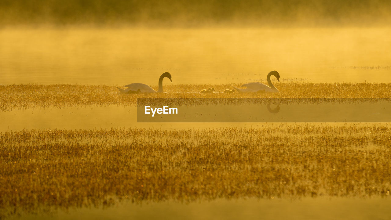 Family of summer swans