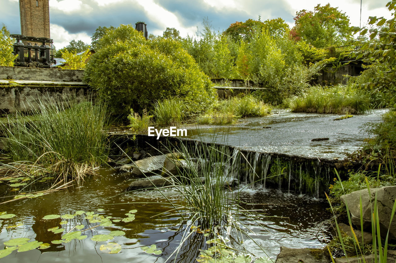 PLANTS GROWING BY LAKE AGAINST SKY