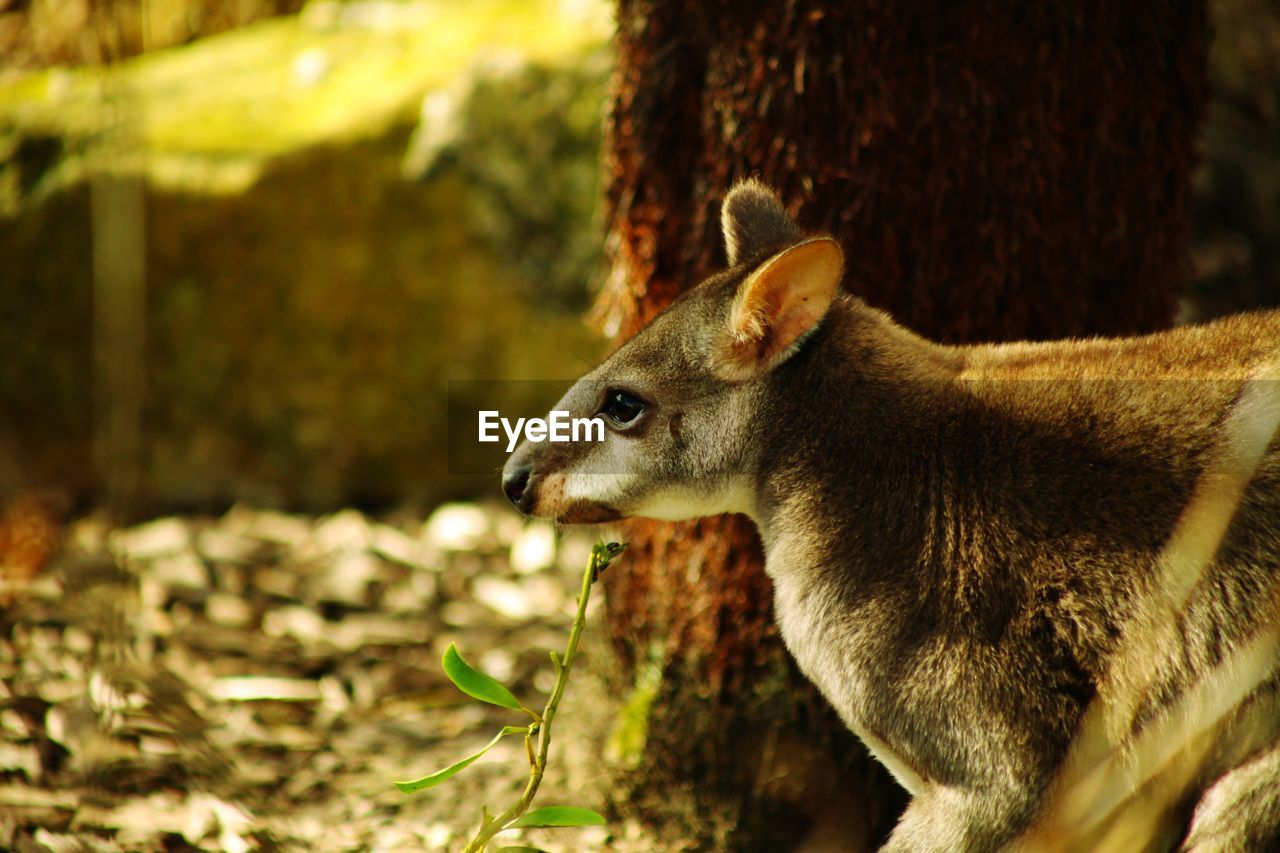 CLOSE-UP OF DEER IN A FOREST