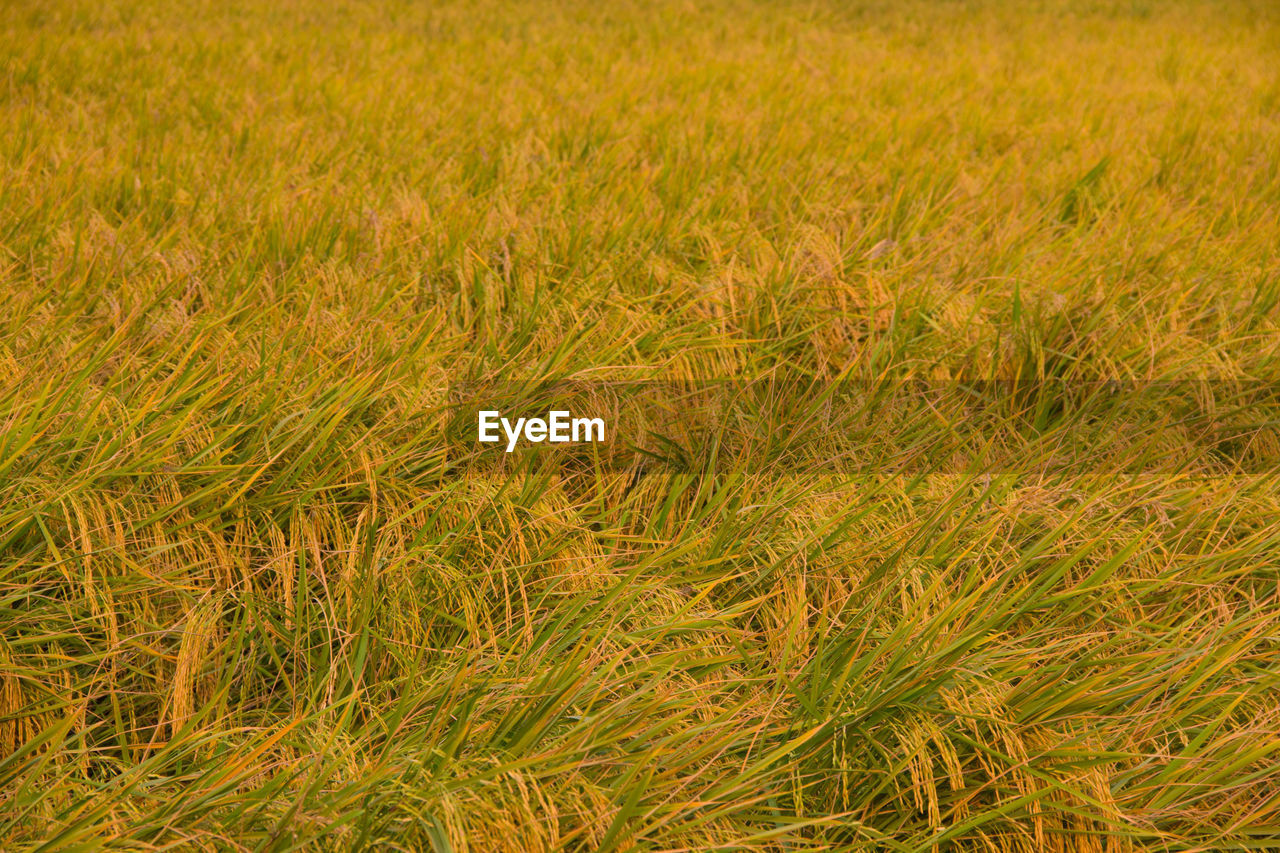 Scenic view of grassy field