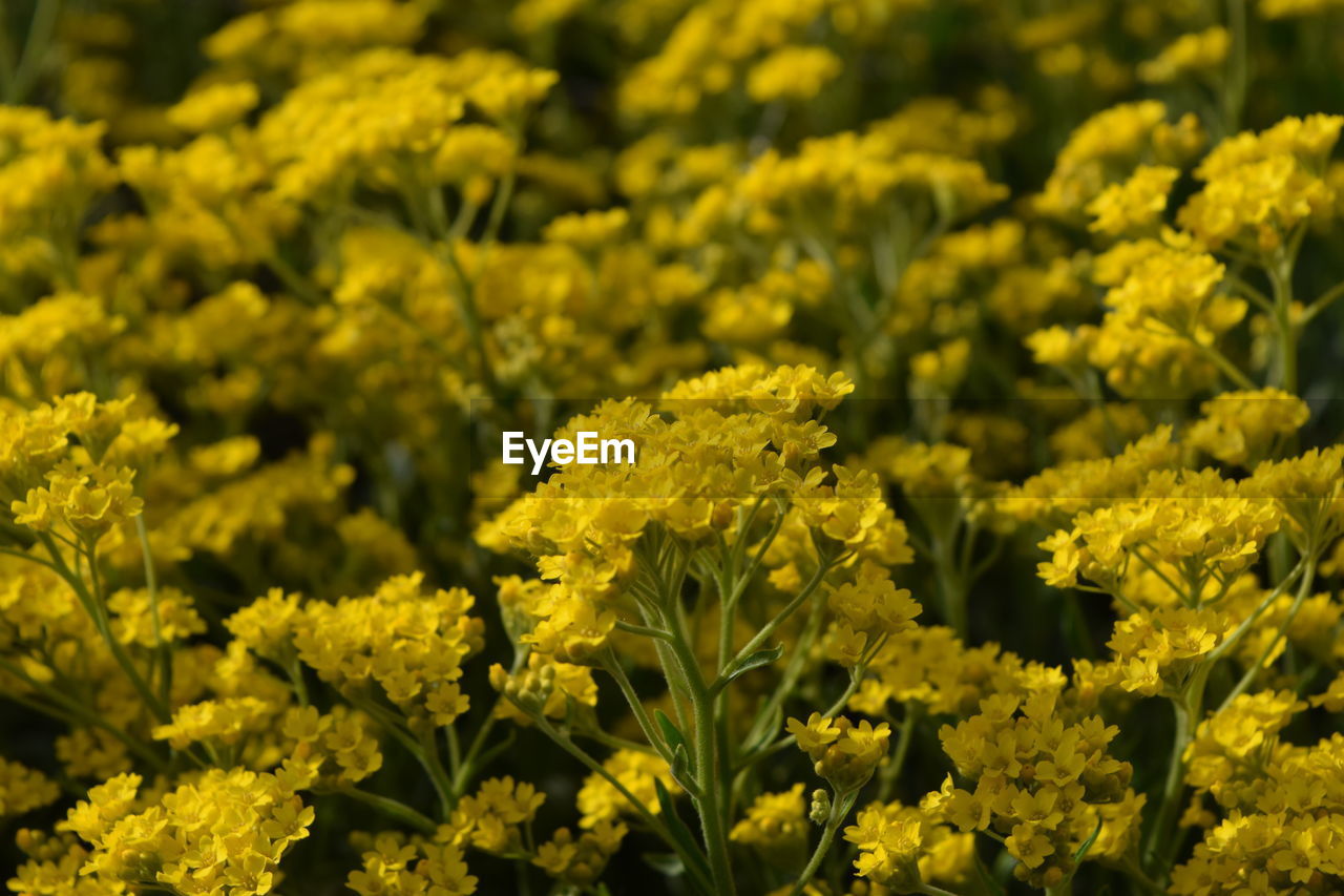 Full frame of yellow flowers blooming in field