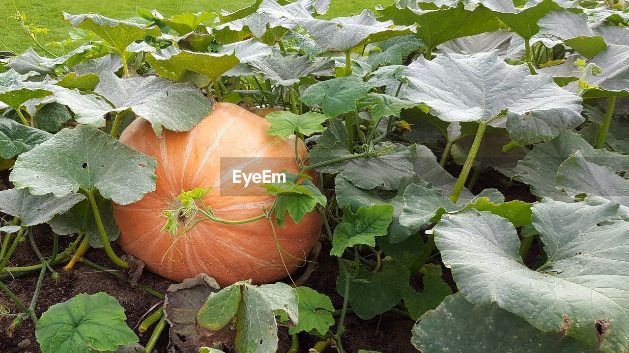 Close-up of pumpkin growing on field