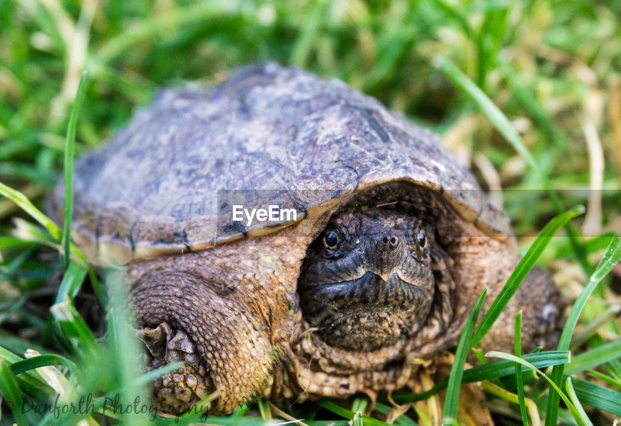 Close-up of turtle on grassy field