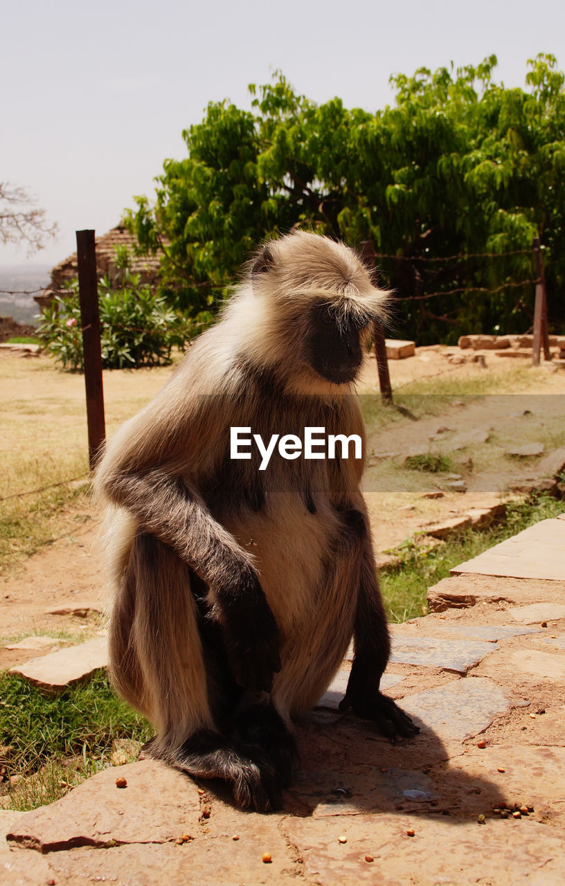 Langur sitting on field