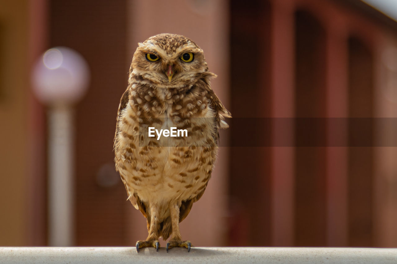 Close-up of owl perching