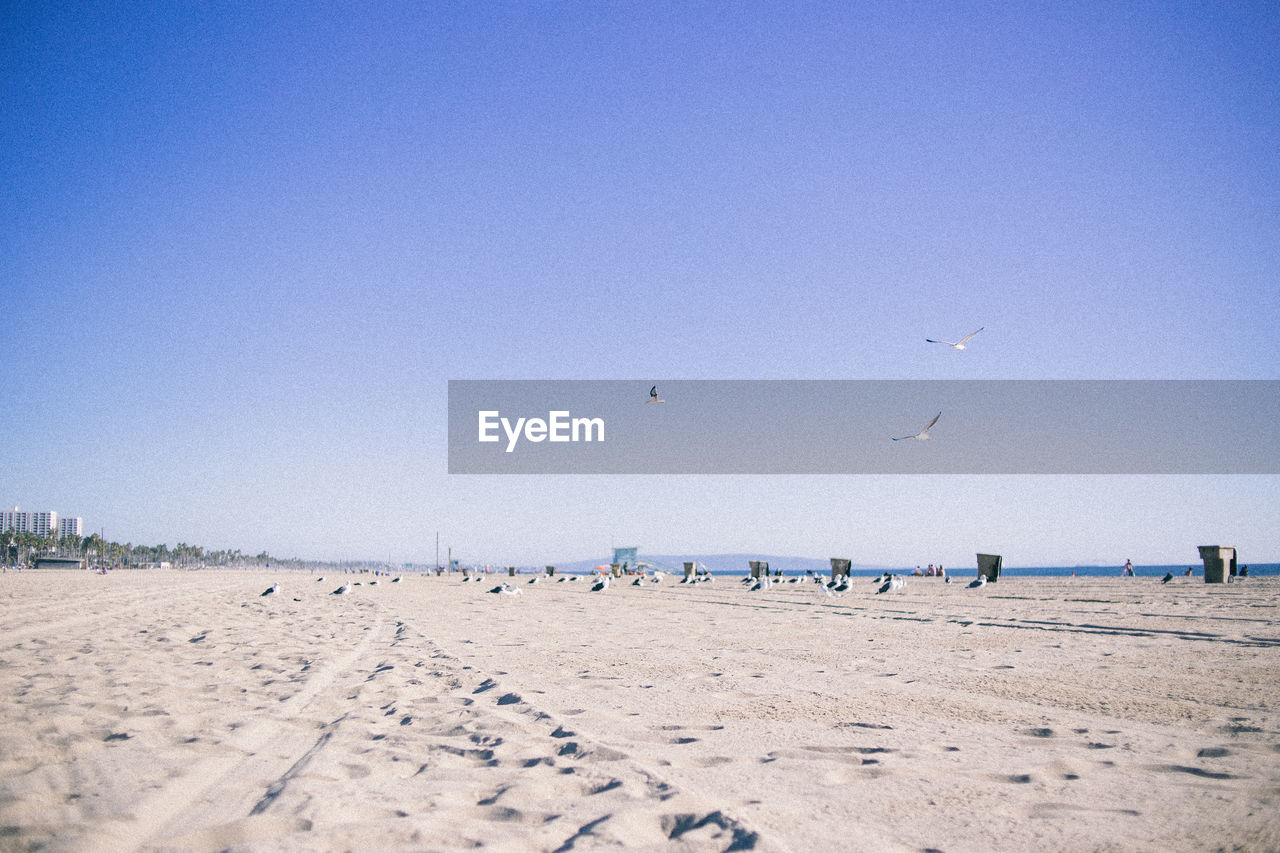 Seagulls on beach against clear sky