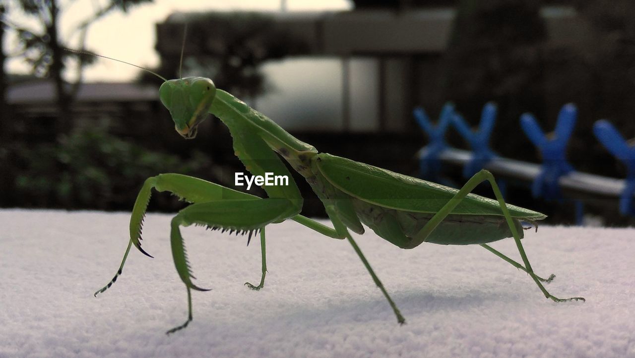 Close-up of insect on leaf