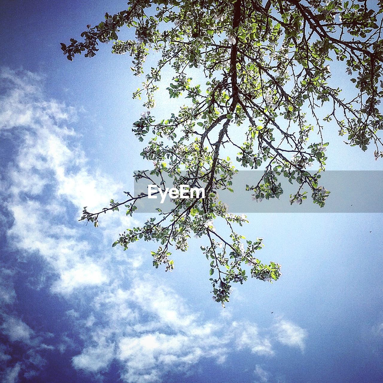 Close-up high section of tree against the sky