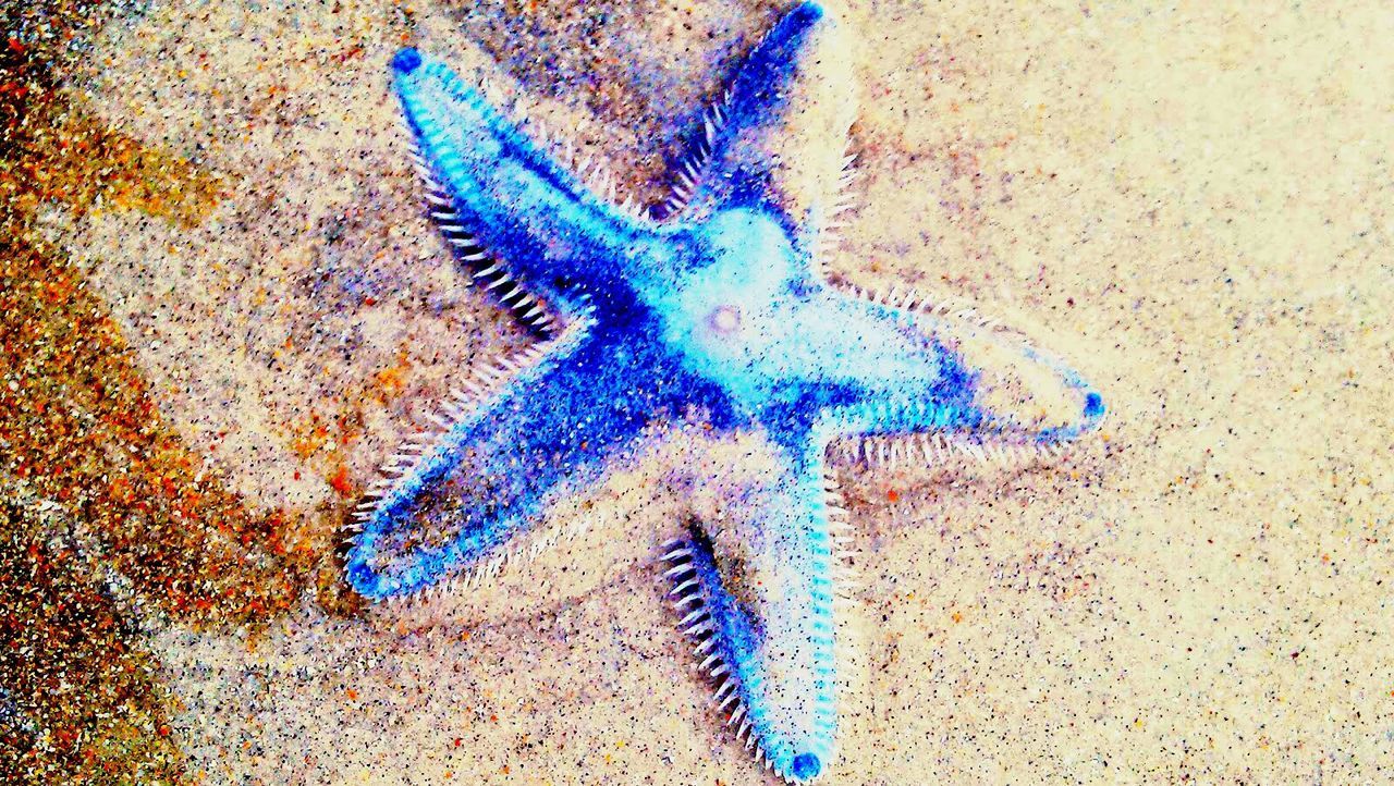 Blue starfish on sand