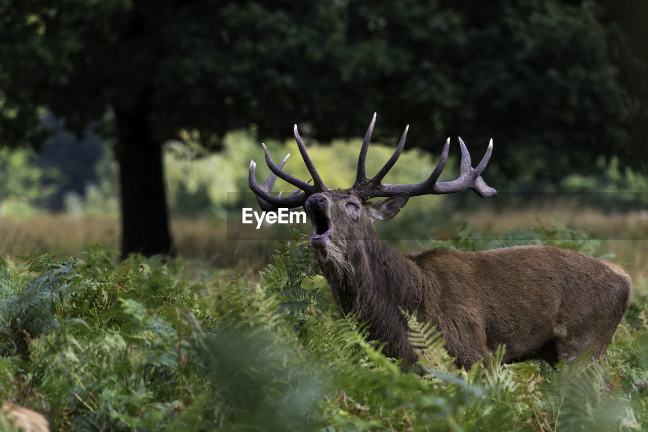 Deer on field in forest