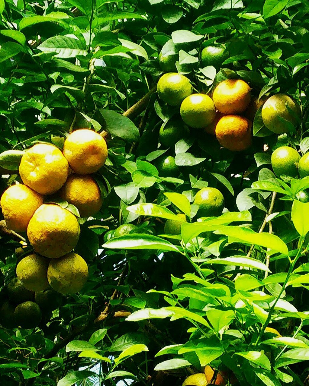 Close-up of fruits hanging on tree