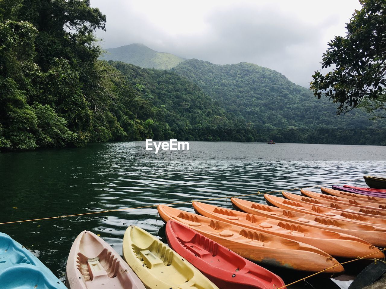 scenic view of lake in forest