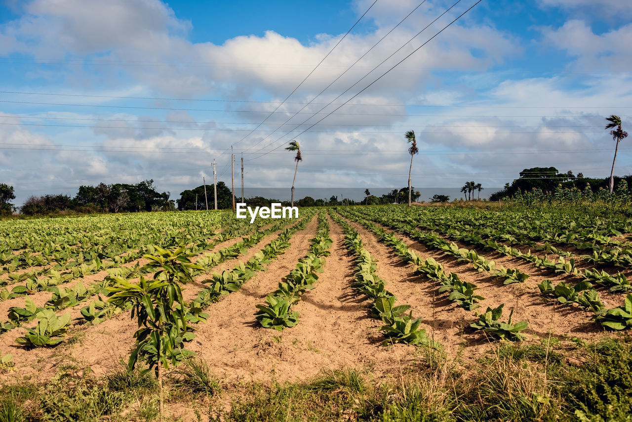 Scenic view of agricultural field against sky