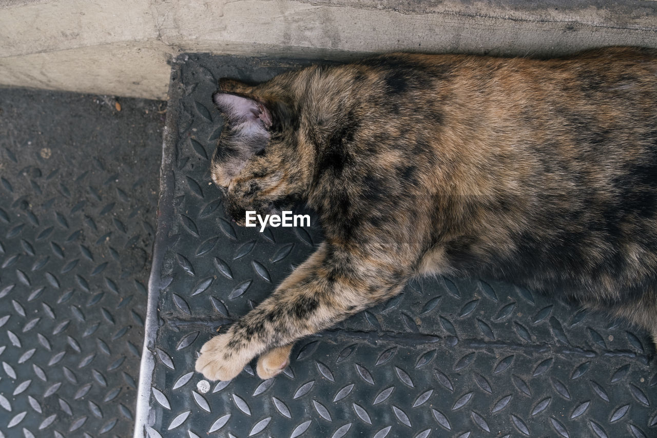 HIGH ANGLE VIEW OF A CAT SLEEPING