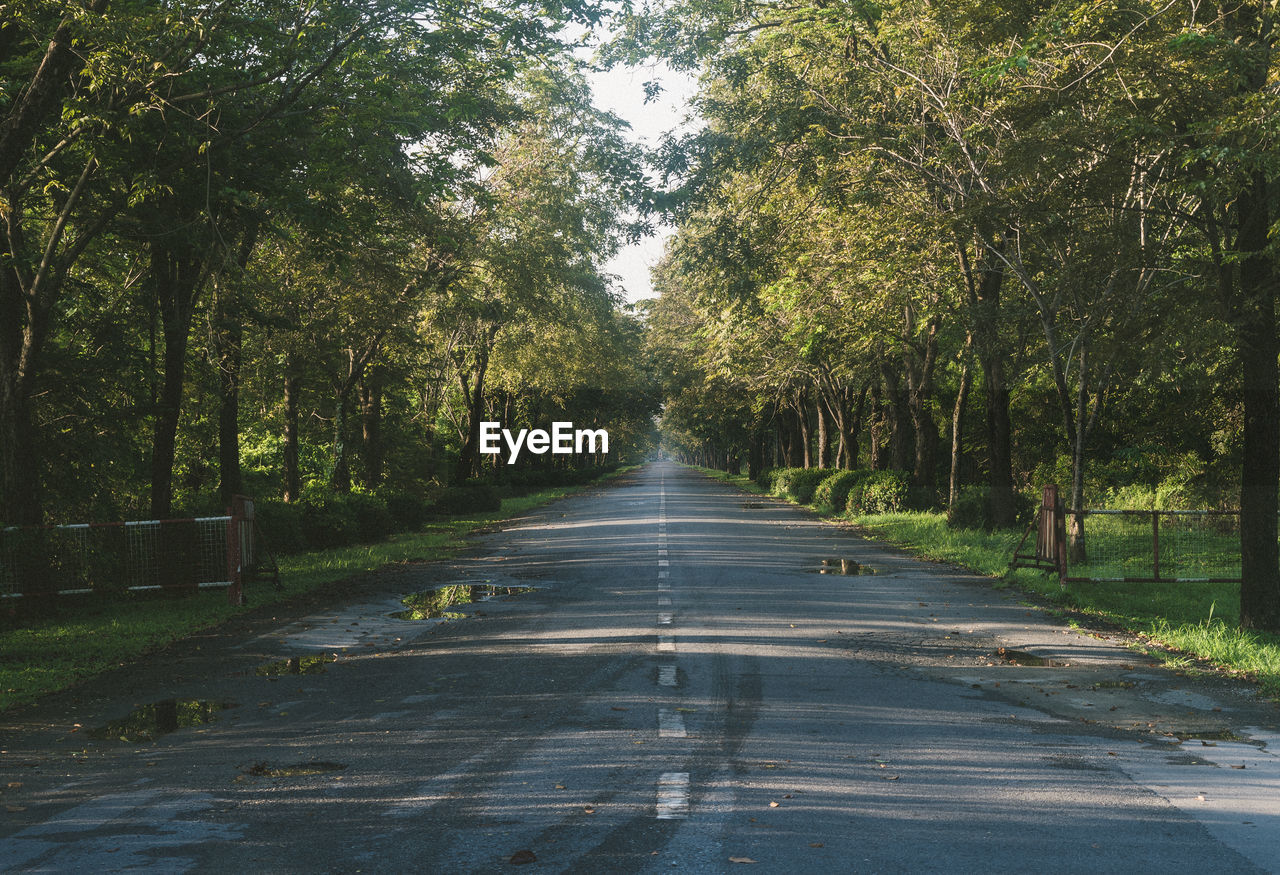 Empty road amidst trees in forest