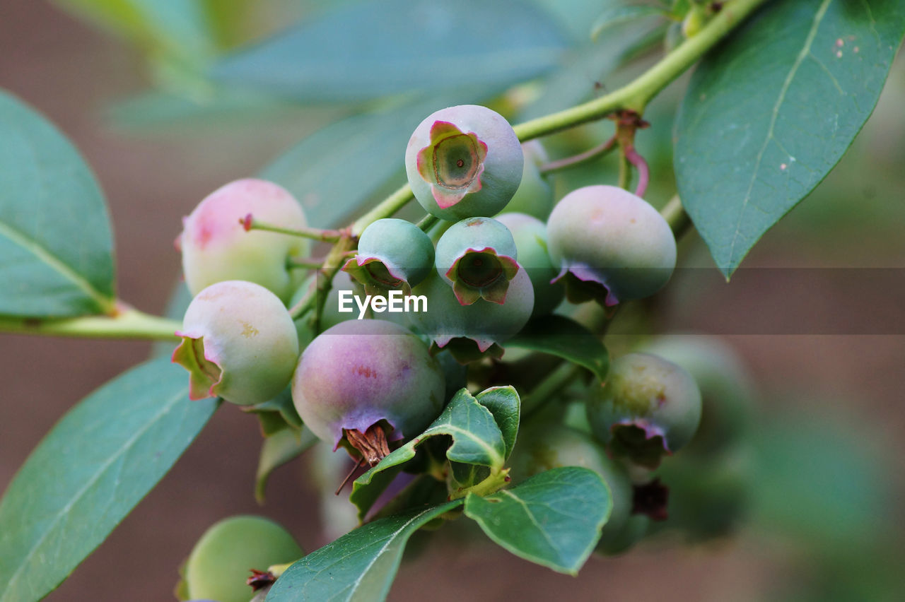 Close-up of berries growing on tree