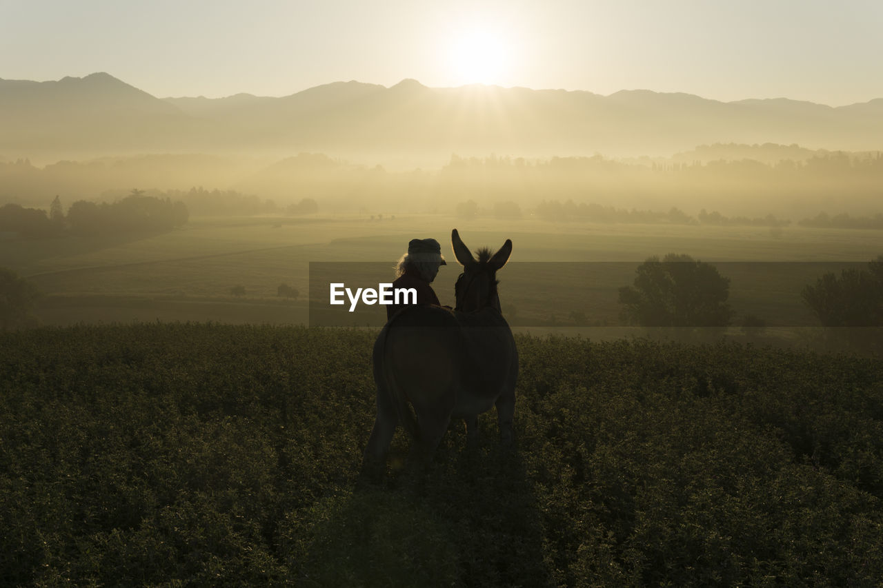 Italy, tuscany, borgo san lorenzo, senior man standing with donkey in field at sunrise above rural landscape