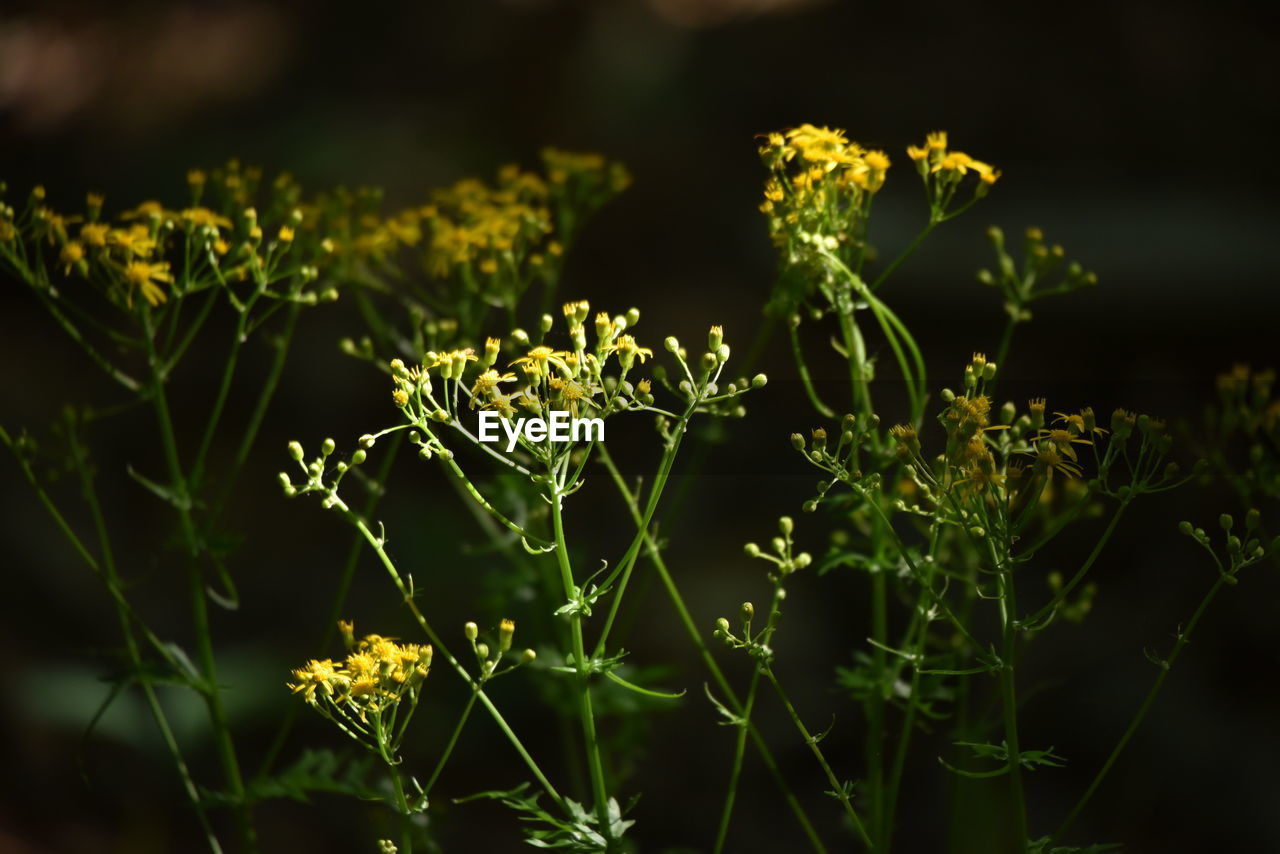 Close-up of flowering plant