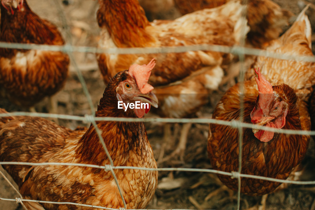 CLOSE-UP OF BIRDS ON A FARM