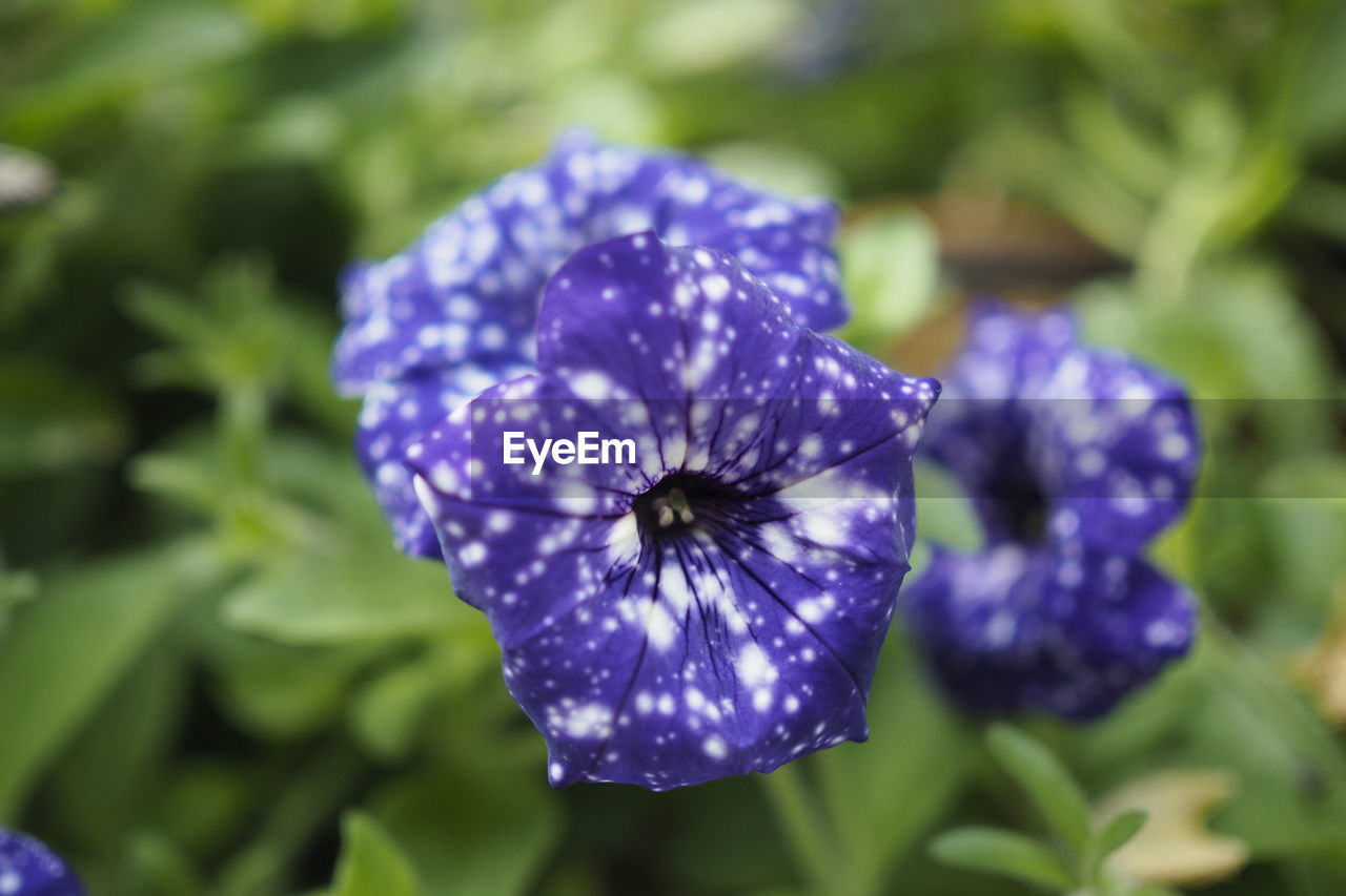 CLOSE-UP OF PURPLE IRIS FLOWER