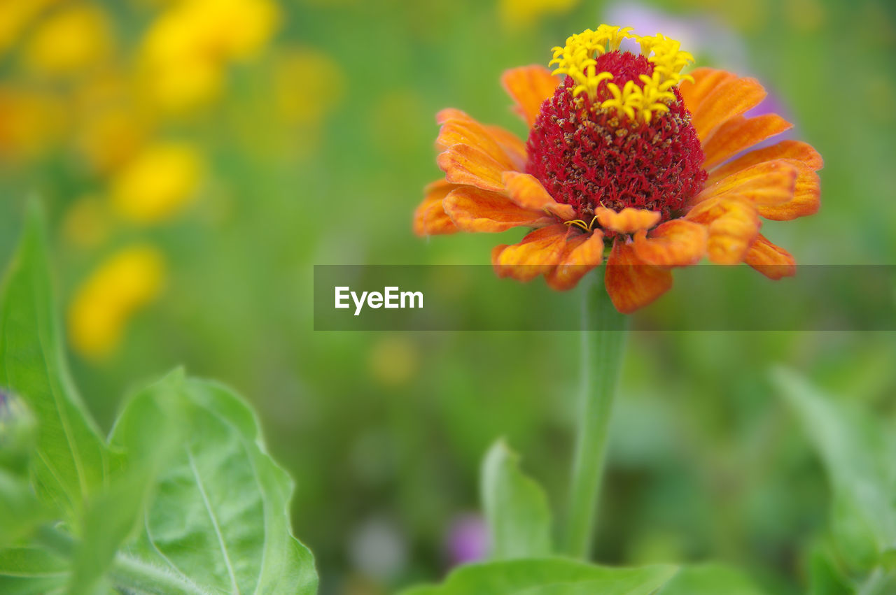 CLOSE-UP OF FLOWERING PLANT