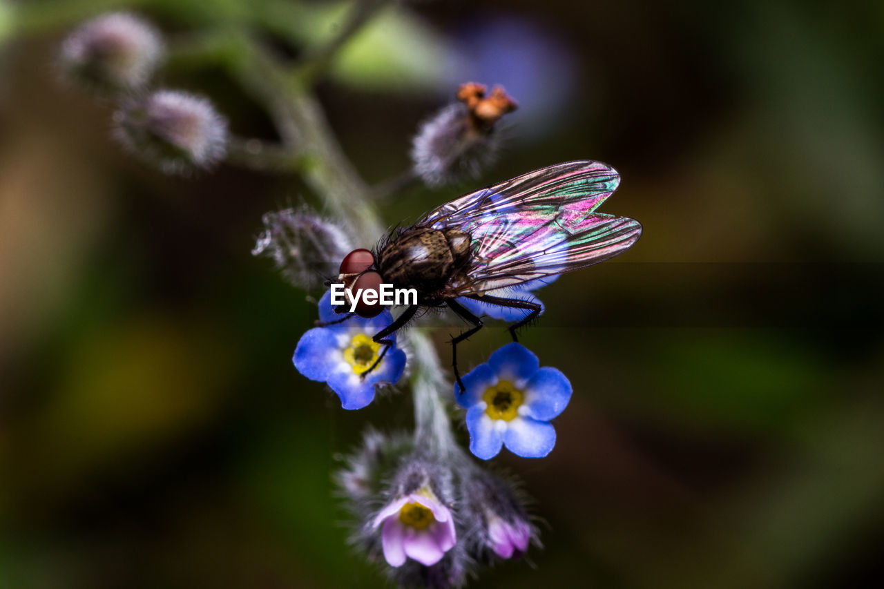 CLOSE-UP OF BEE POLLINATING ON PURPLE FLOWER