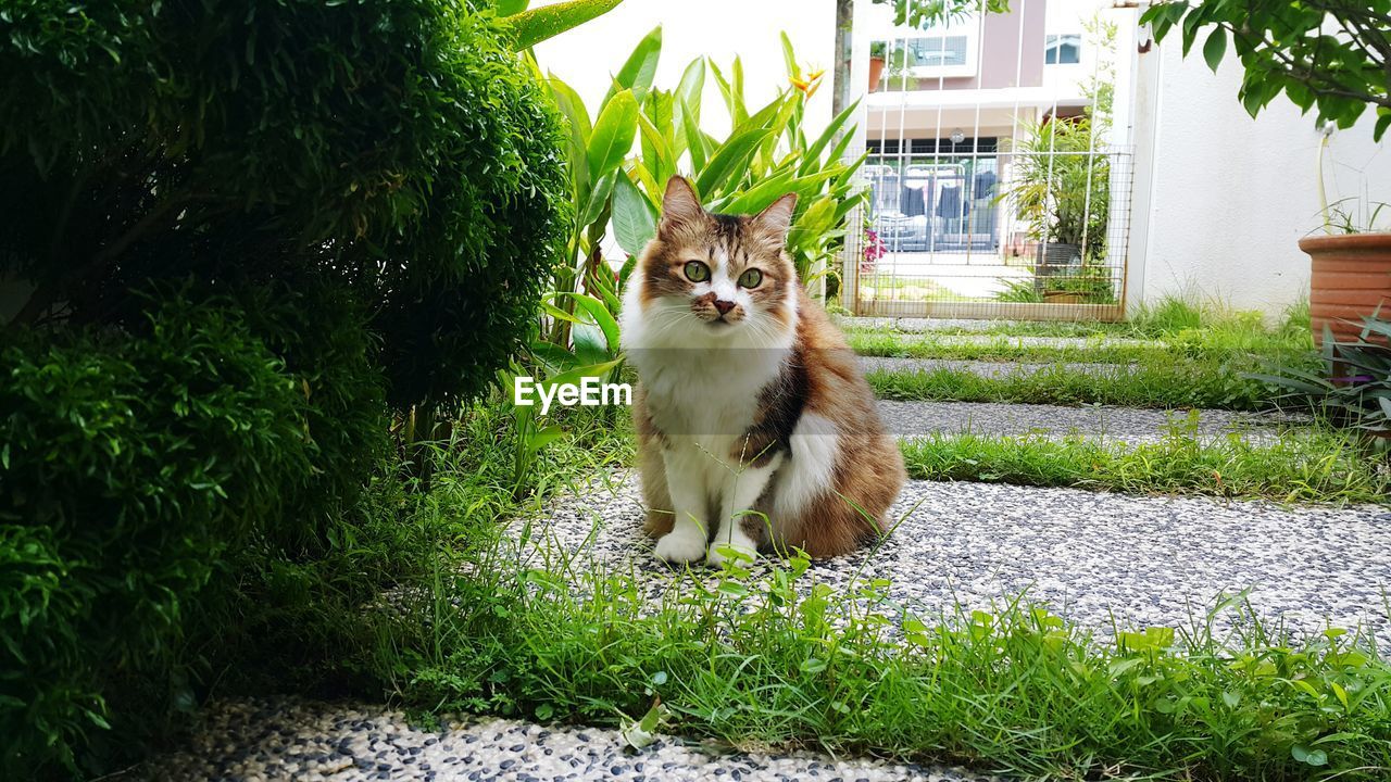 Portrait of cat relaxing in park