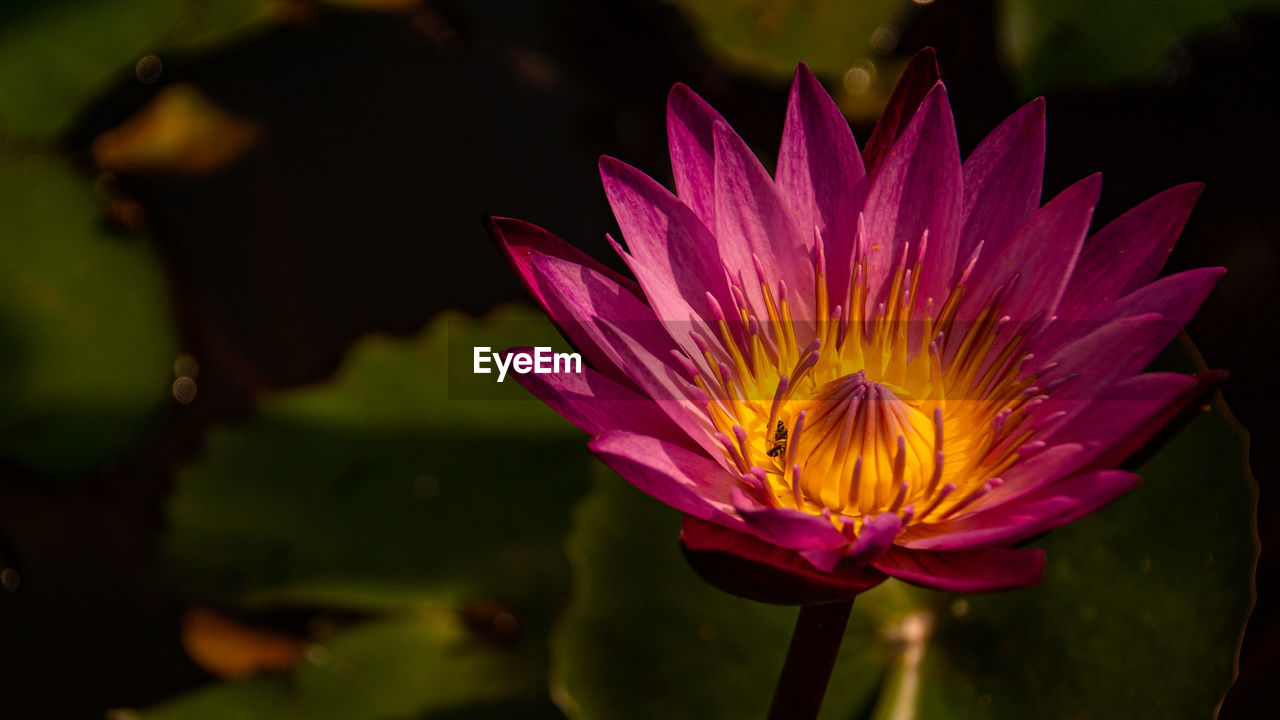 Close-up of lotus water lily in pond