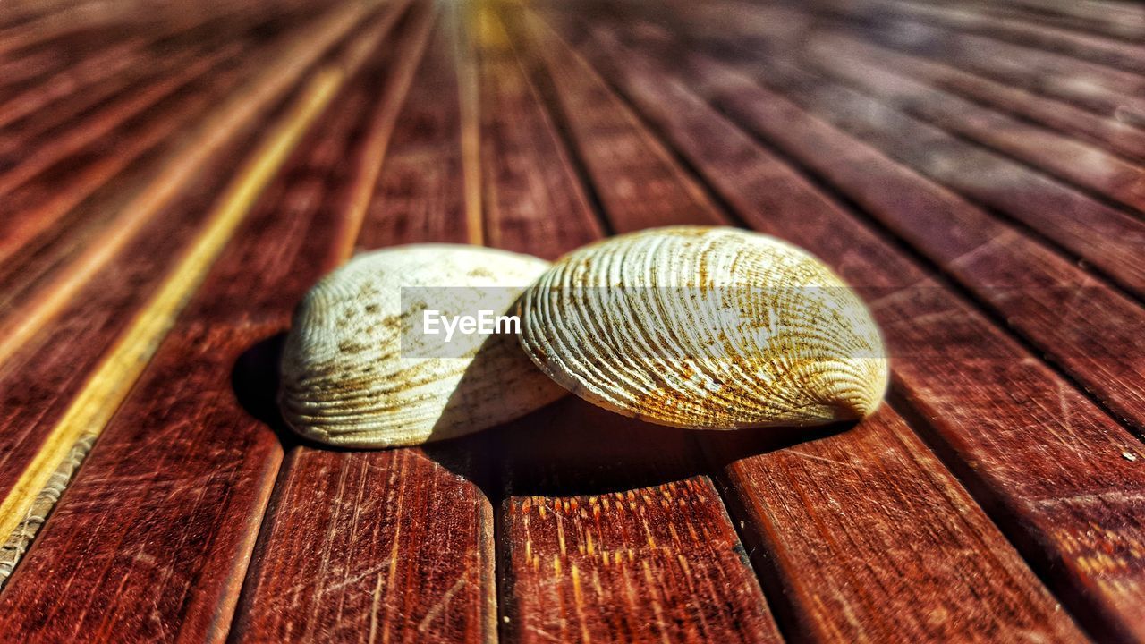 CLOSE-UP OF SHELL ON WOOD