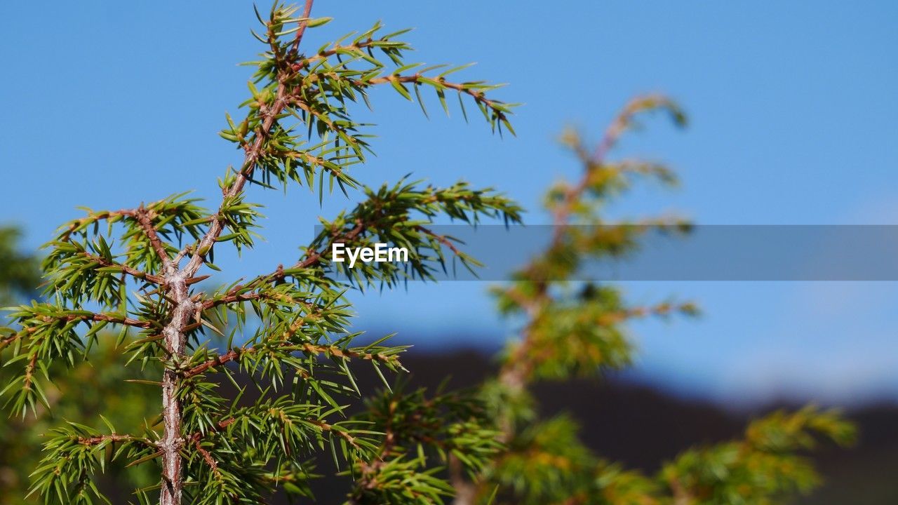 plant, tree, branch, nature, sky, no people, blue, flower, leaf, growth, beauty in nature, outdoors, clear sky, day, plant part, environment, green, sunny, food and drink, coniferous tree, sunlight, pine tree, pinaceae, food, grass, low angle view, land, focus on foreground, vegetation, tranquility, shrub, landscape