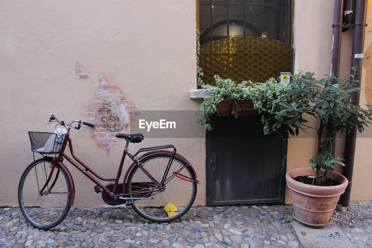 Potted plant and cycle by wall