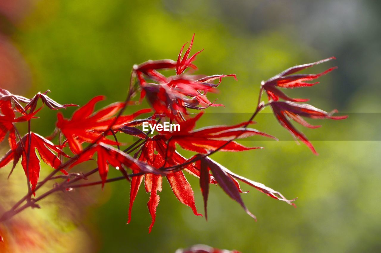 Close-up of red maple leaf