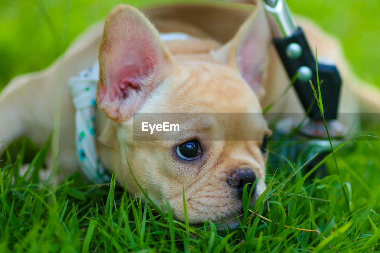 CLOSE-UP OF DOG RELAXING ON GRASS