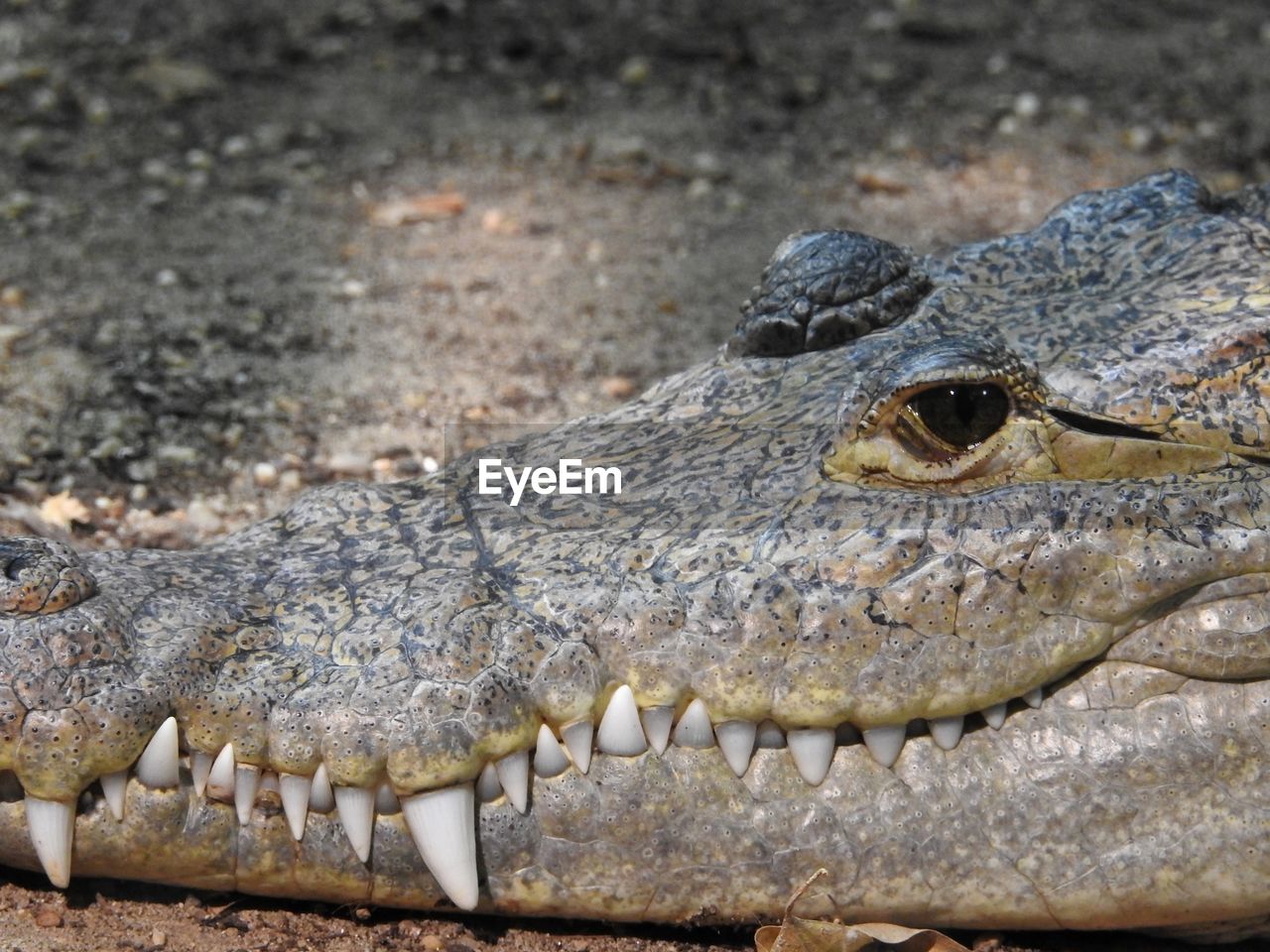 CLOSE-UP OF A TURTLE ON A WOOD