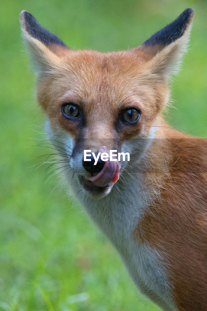 Close-up portrait of fox sticking out tongue on field