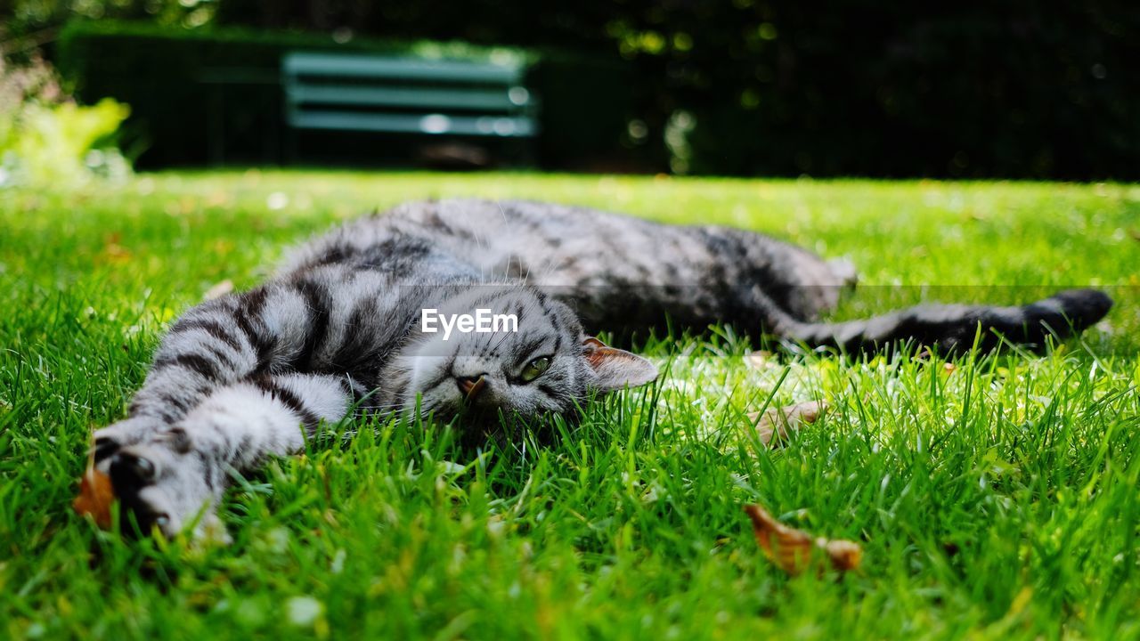 CAT LYING ON A FIELD