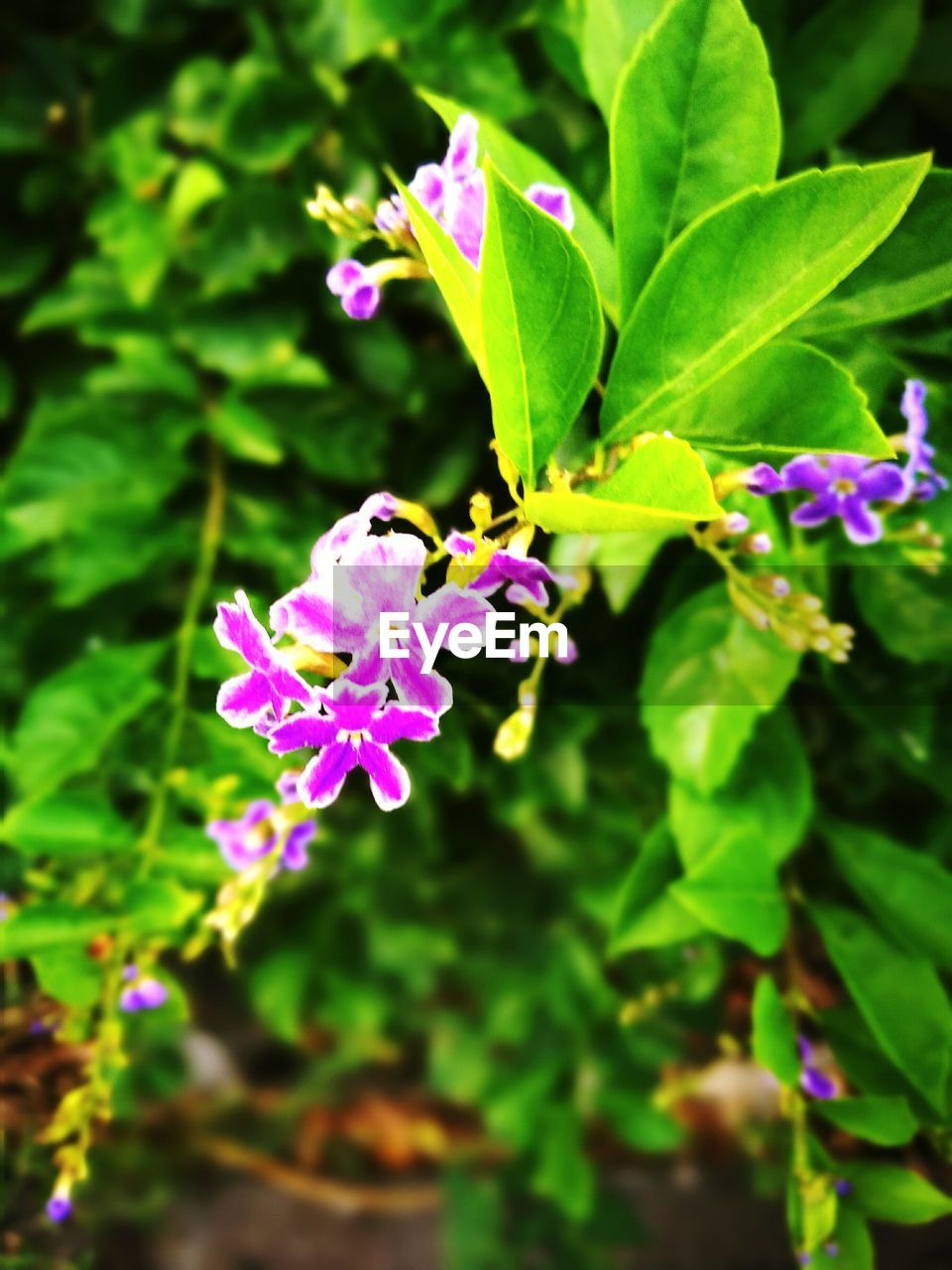 CLOSE-UP OF PURPLE FLOWERS