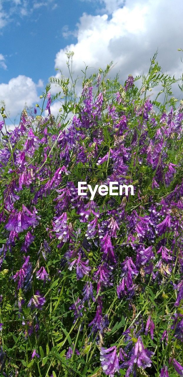 plant, beauty in nature, flower, flowering plant, nature, cloud, growth, sky, freshness, lilac, purple, blossom, fragility, day, low angle view, no people, tree, outdoors, springtime, meadow, lavender, wildflower, sunlight, pink