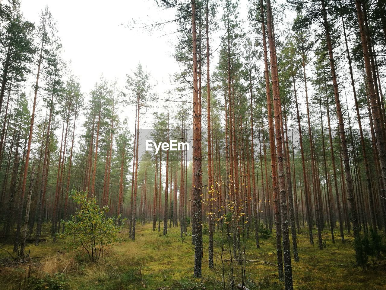 PANORAMIC SHOT OF PINE TREES IN FOREST