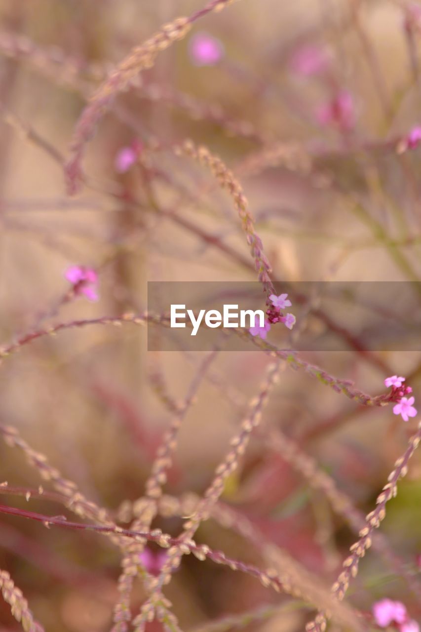 plant, flower, pink, flowering plant, branch, beauty in nature, blossom, nature, freshness, macro photography, close-up, no people, fragility, leaf, petal, growth, spring, springtime, selective focus, focus on foreground, outdoors, tree, twig, purple, lilac, day, food